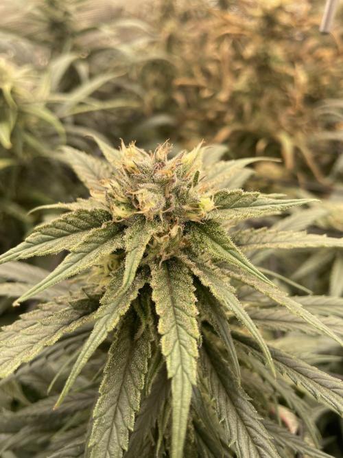 amnesia haze selección. Week 9