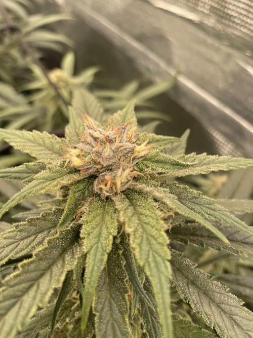 amnesia haze selección. Week 9