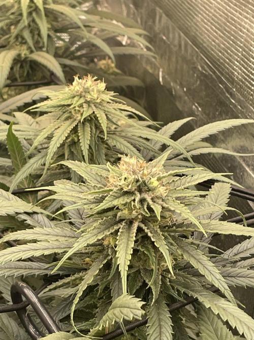 amnesia haze selección. Week 9