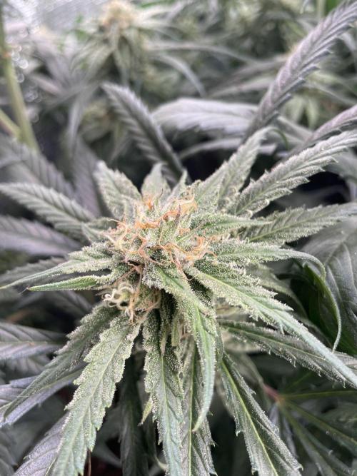 amnesia haze selección. Week 10