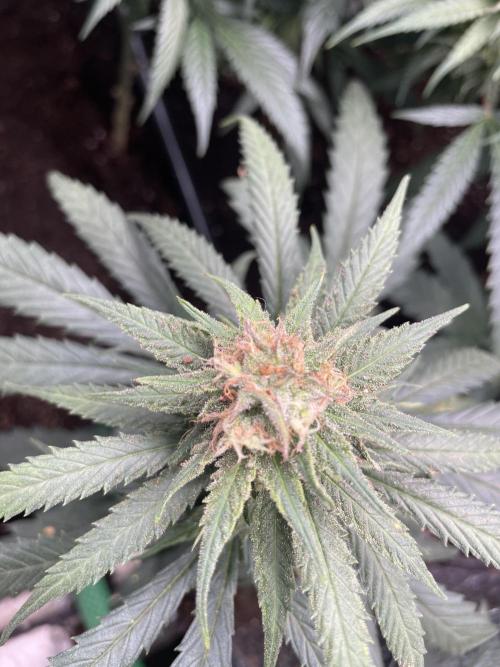 amnesia haze selección. Week 10