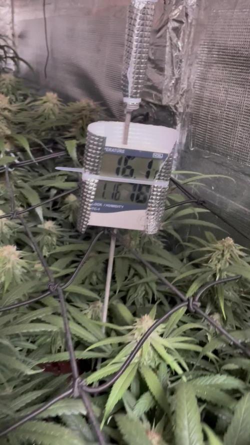 amnesia haze selección