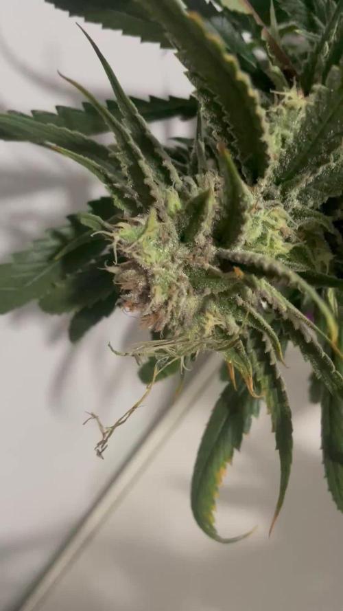 amnesia haze selección