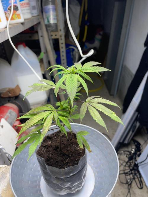 Banana#17 canijo. Week 2