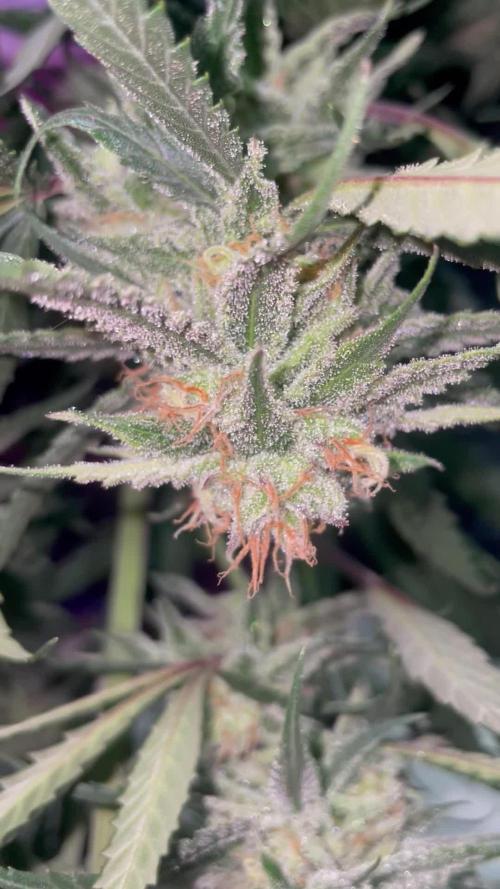 amnesia haze selección