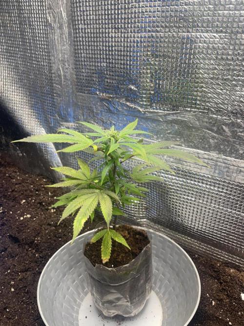 Banana#17 canijo. Week 3