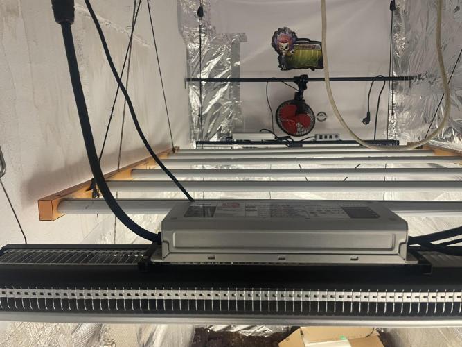 2 round amnesia haze selección. Week 0