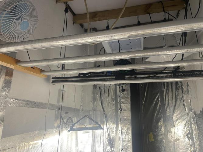 2 round amnesia haze selección. Week 0