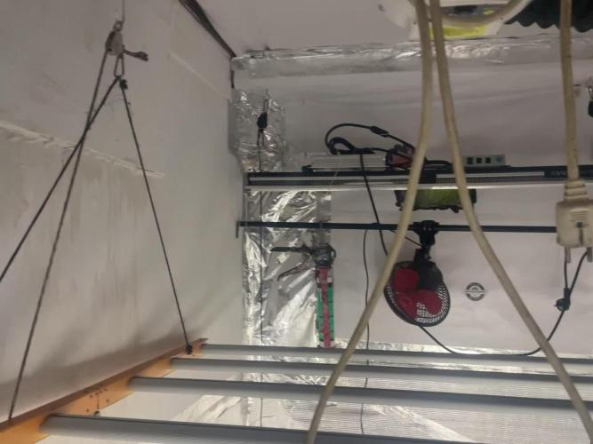 2 round amnesia haze selección