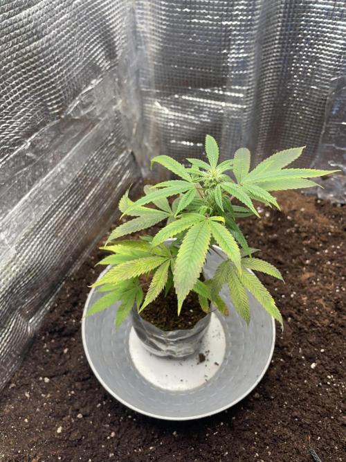 Banana#17 canijo. Week 3