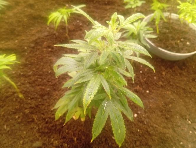 Banana#17 canijo. Week 5