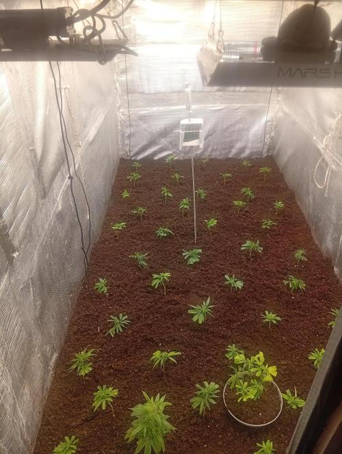 Banana#17 canijo. Week 5