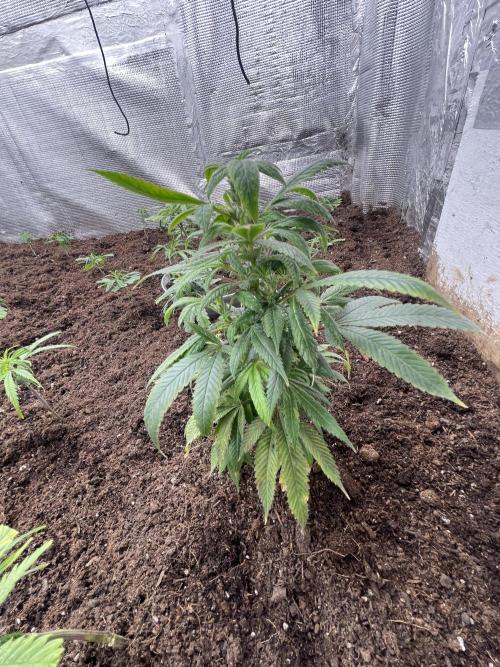 Banana#17 canijo. Week 5