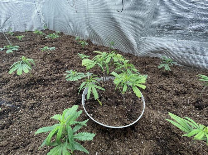 2 round amnesia haze selección. Week 1