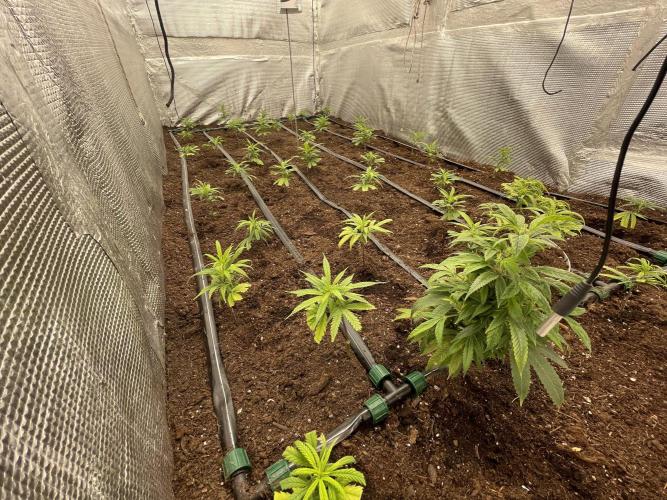 Banana#17 canijo. Week 6