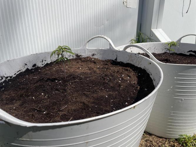 Amnesia al solito. Week 1