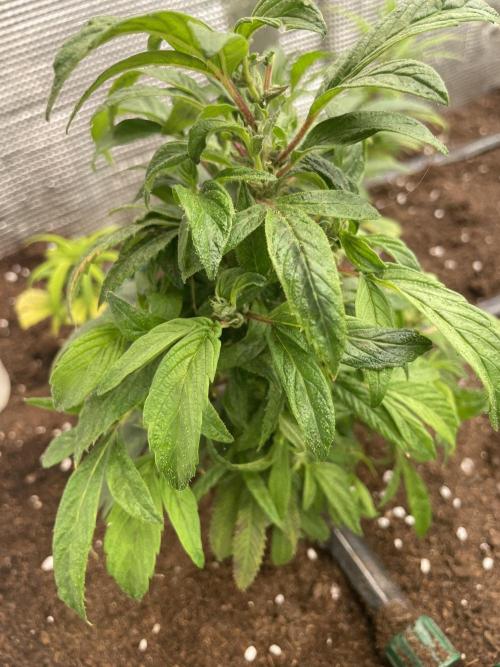 Banana#17 canijo. Week 6