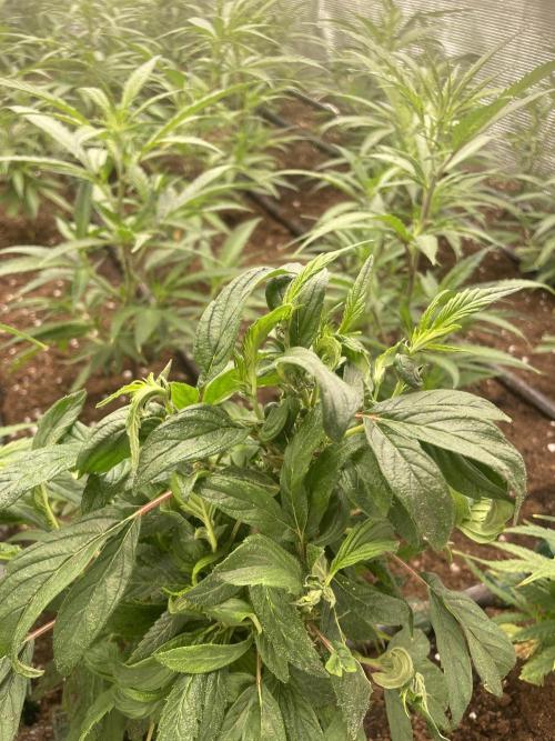 Banana#17 canijo. Week 7 - Pimp
