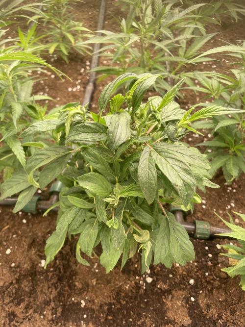 Banana#17 canijo. Week 7 - Kush