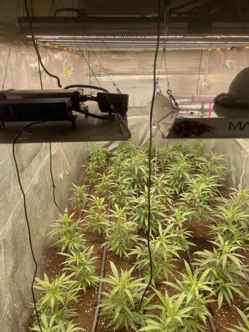 2 round amnesia haze selección. Week 3 - Ya empieza a cojer forma