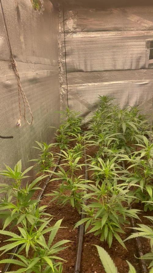 2 round amnesia haze selección