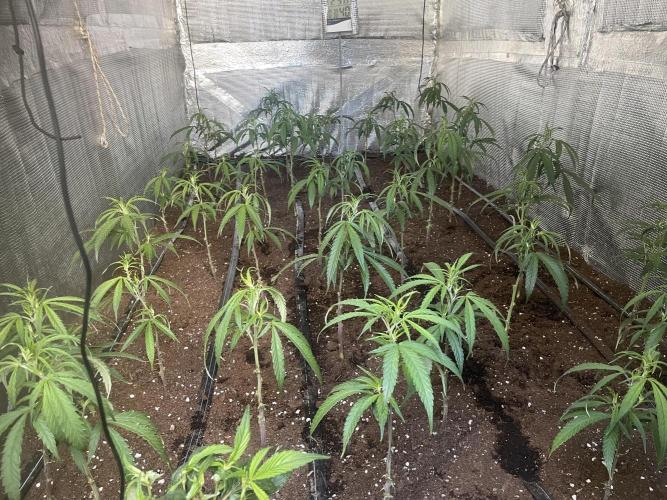 Amnesia Haze. Week 4