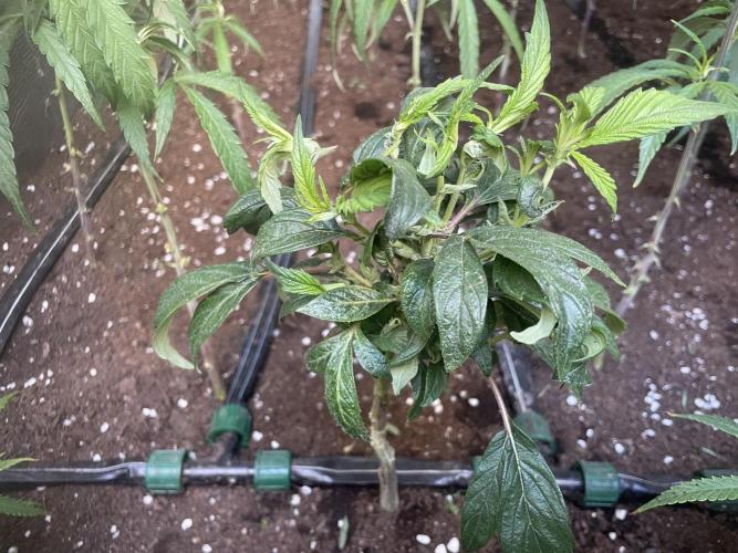Banana#17 canijo. Week 8