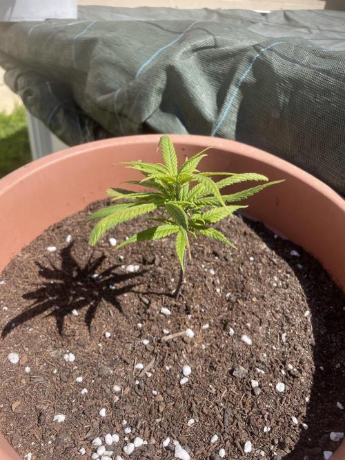 Amnesia al solito. Week 3
