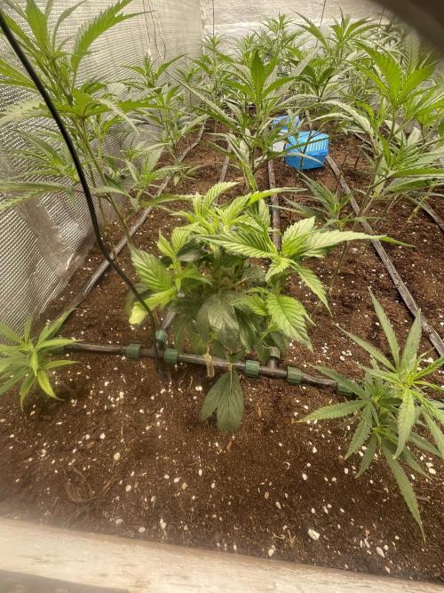 SP3000 300W LED. Week 8
