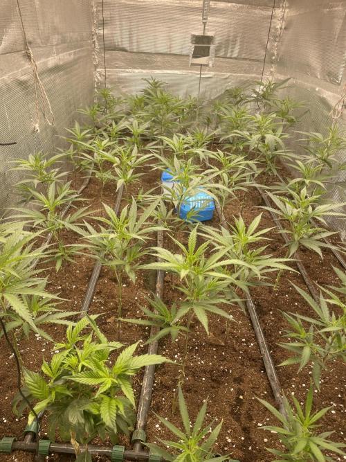 2 round amnesia haze selección. Week 4