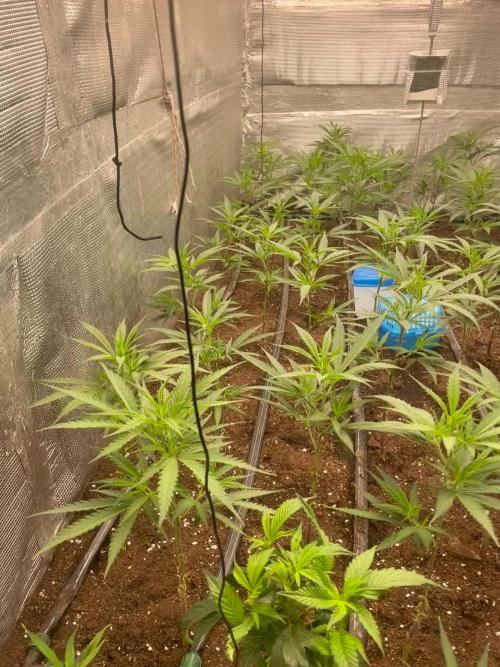 2 round amnesia haze selección