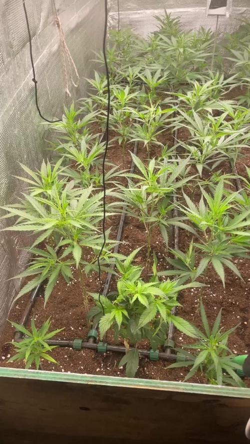 2 round amnesia haze selección
