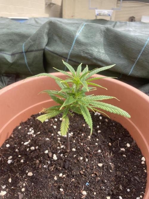 Amnesia al solito. Week 3