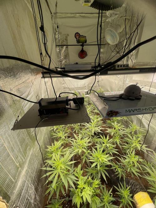 2 round amnesia haze selección. Week 5