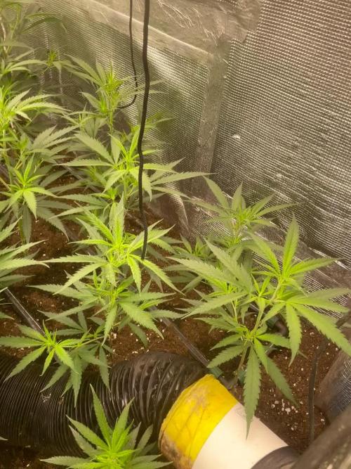 2 round amnesia haze selección