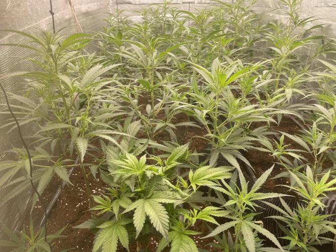 Amnesia Haze. Week 5