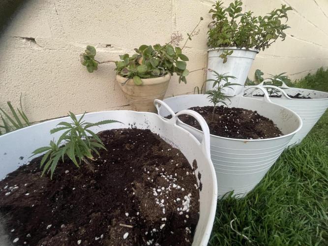 Amnesia al solito. Week 4