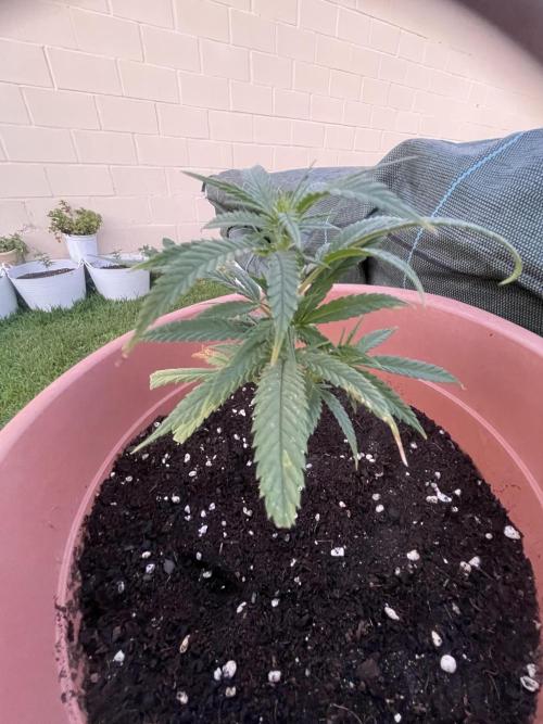 Growmix. Week 4