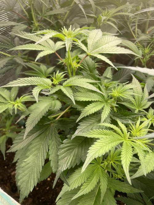 Banana#17 canijo. Week 10