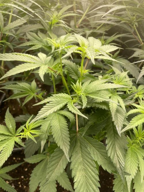 SP3000 300W LED. Week 10