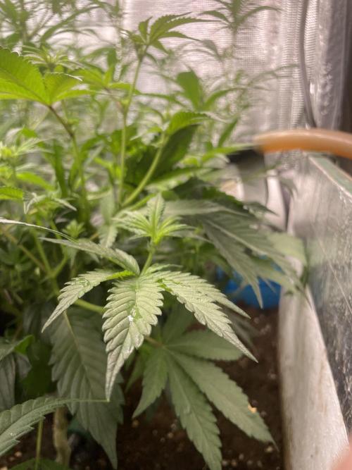 SP3000 300W LED. Week 10