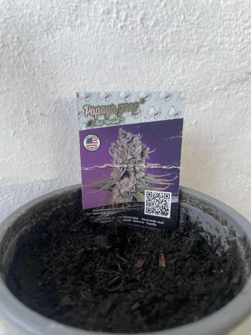 Papaya Cadifornia grow. Week 0