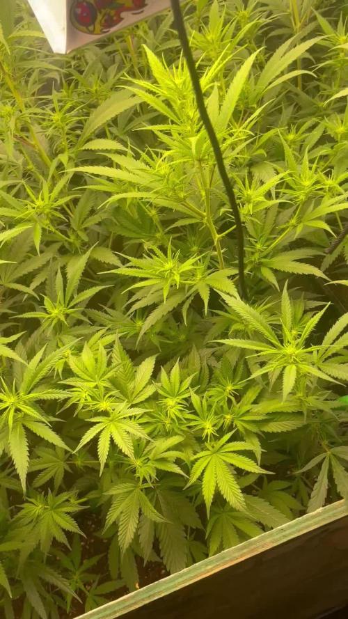 2 round amnesia haze selección