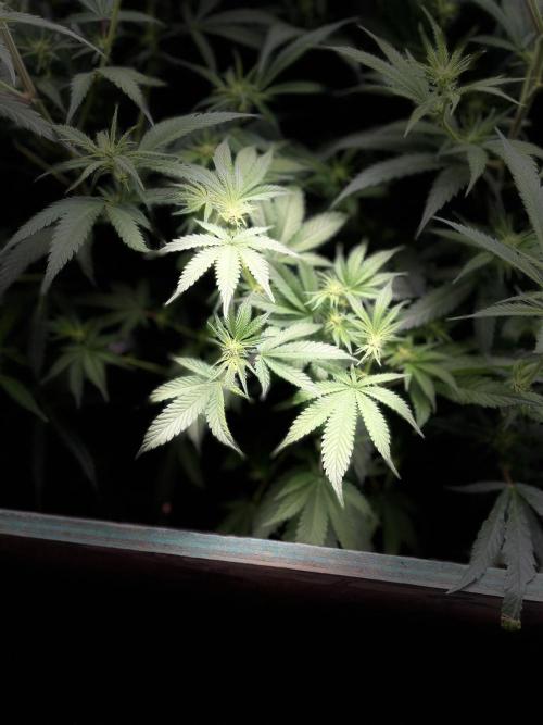 SP3000 300W LED. Week 10