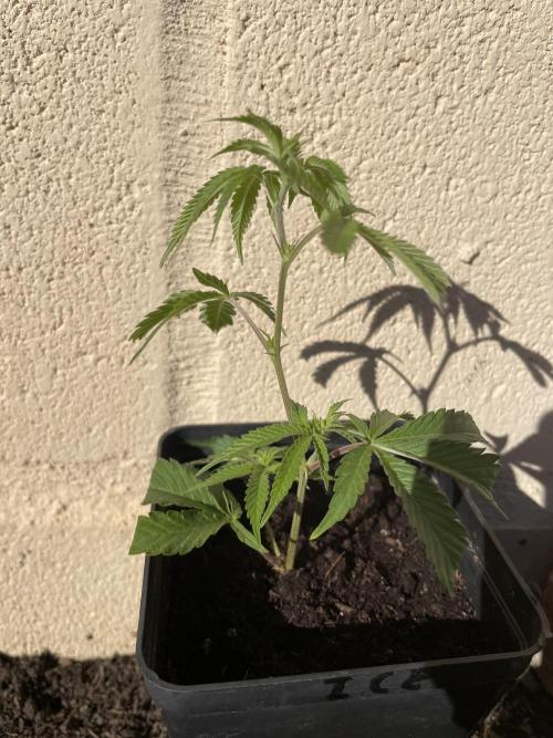 PURPLE PUNCH. Week 1