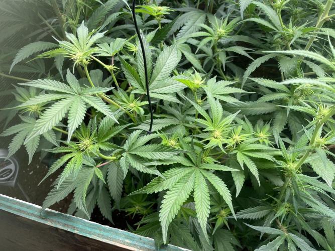 SP3000 300W LED. Week 11