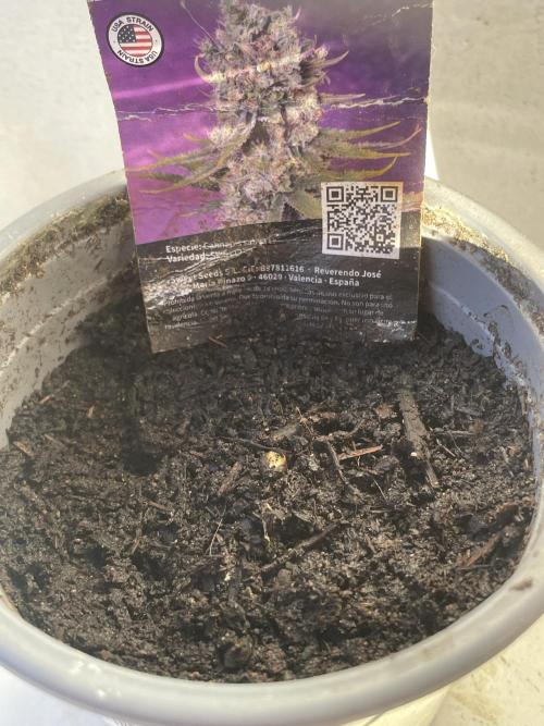 Papaya Cadifornia grow. Week 0