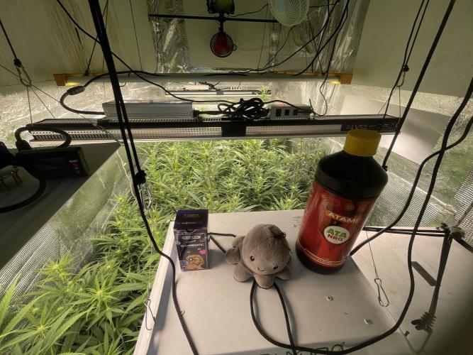 La hacienda. Week 7