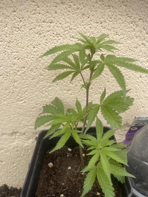 PURPLE PUNCH. Week 2