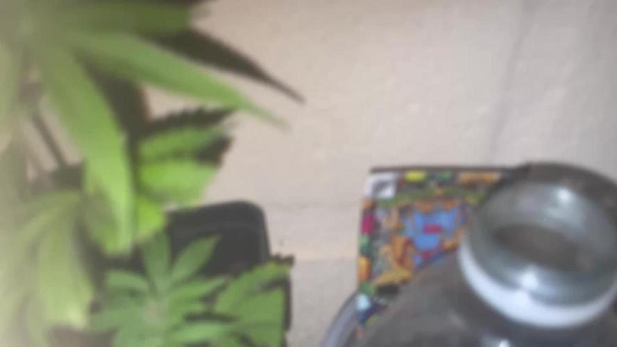 Papaya Cadifornia grow